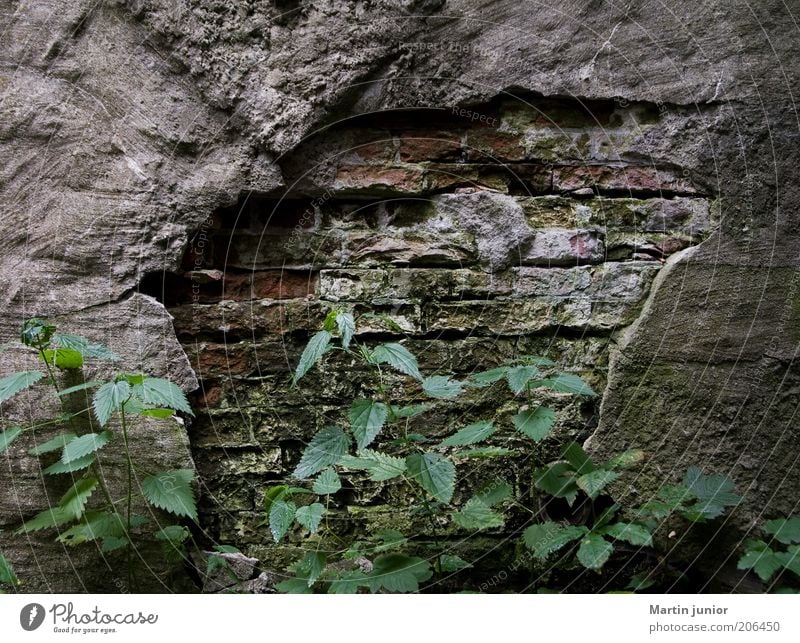 ravages of time Environment Nature Plant Leaf Foliage plant Wild plant Stinging nettle Wall (barrier) Wall (building) Facade Stone wall Plaster Rendered facade