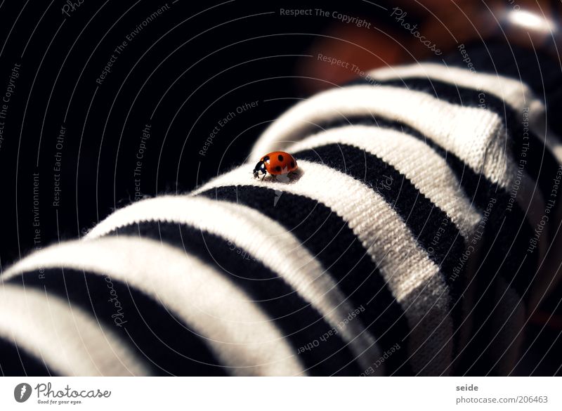 dotted on striped Clothing Striped Beetle Ladybird 1 Animal Small Red Black White Calm Spotted Fine Colour photo Deserted Contrast Good luck charm