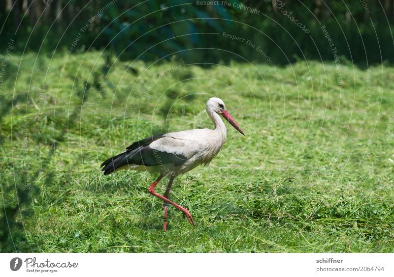 Delayed delivery Plant Field Animal Wild animal Bird 1 Going Green Stride Stride bird Stork White Stork Foraging Hay Meadow Exterior shot Deserted