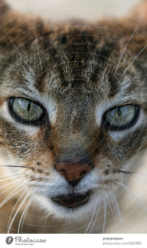 hmm... Animal Pet Cat 1 Beautiful Curiosity Soft Brown Cat eyes Looking Colour photo Exterior shot Deserted Day Blur Central perspective Animal portrait