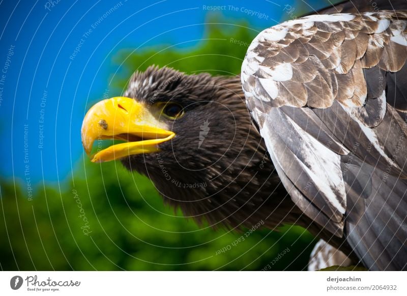 Beautiful eagle with yellow mouth looks straight ahead. The mouth is half open. Exotic Life Harmonious Trip Spring Beautiful weather Park Serene Idyll Eagle