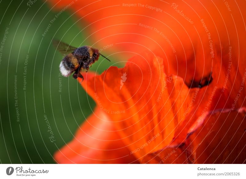 Flying bumblebee and poppy Nature Plant Animal Summer Beautiful weather Flower Blossom Poppy Poppy leaf Poppy blossom Garden Insect Bumble bee Blossoming Faded