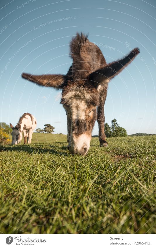 700 | Natural lawn mower Nature Landscape Plant Animal Cloudless sky Spring Summer Beautiful weather Grass Meadow Field Eifel Farm animal Donkey Dog-ear 2