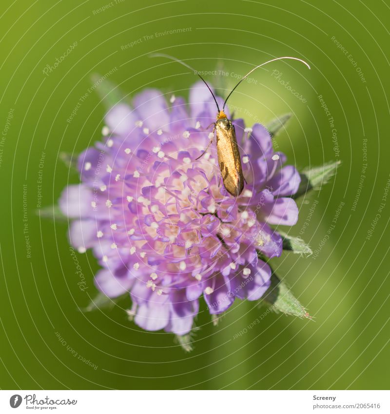 Golden Nature Plant Animal Spring Summer Beautiful weather Flower Meadow Field Beetle 1 Crawl Small Yellow Green Violet Feeler Colour photo Exterior shot Detail