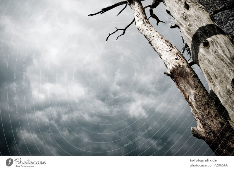 defoliation artist Environment Nature Plant Sky Clouds Storm clouds Thunder and lightning Tree Cloud cover Bleak Wood Tree trunk Old Threat Dark Natural Brown