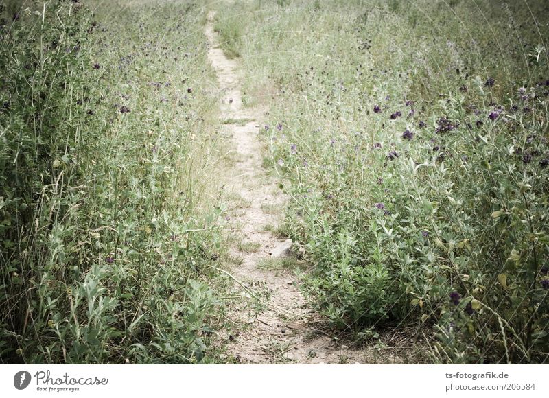 Trampled Path Nature Landscape Plant Earth Sand Drought Grass Bushes Blossom Foliage plant Wild plant Weed Thistle Meadow Lanes & trails Footpath Natural Thorny
