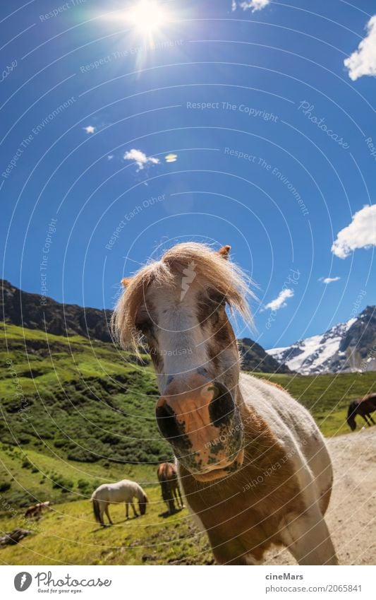 Horse Portrait in Alpine Landscape Summer Mountain Hiking Plant Sky Beautiful weather Animal Wild animal Group of animals Observe Discover Looking Esthetic Free