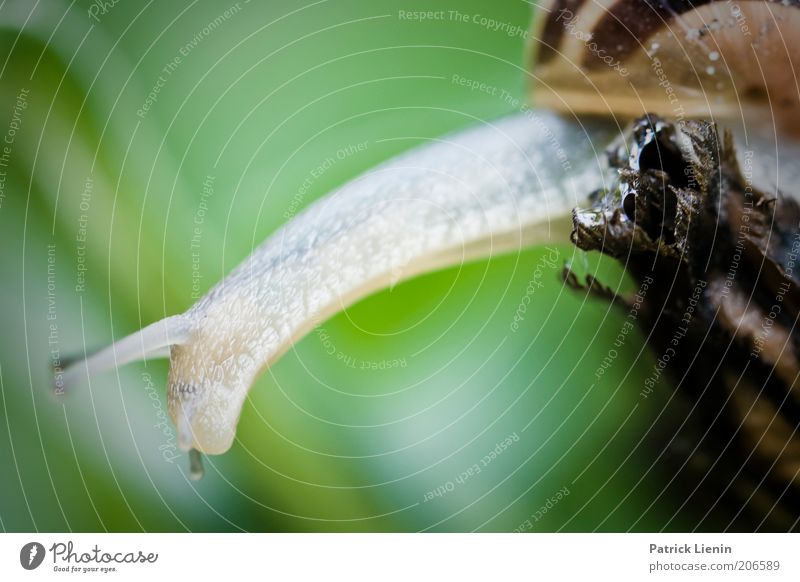 laaaang Environment Nature Plant Animal Wild animal Snail Animal face 1 Stretching Feeler Green Colour photo Macro (Extreme close-up) Deserted Copy Space top