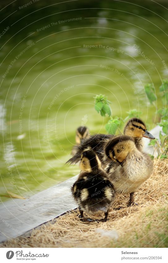 duck duck duck Environment Nature Water Spring Summer River bank Animal Pelt Duckling Duck pond Group of animals Baby animal Cuddly Small Cute Colour photo