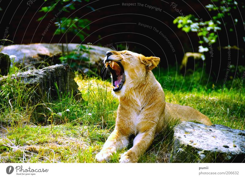 hear me scream! Nature Animal Wild animal Zoo 1 Lie Scream Esthetic Exceptional Threat Exotic Gigantic Large naturally Yellow Gold Green Black Force