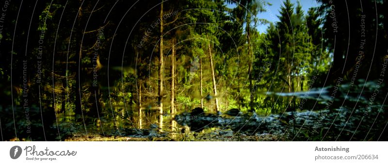 forest Environment Nature Landscape Plant Water Sunlight Summer Climate Weather Beautiful weather Tree Forest Cold Wet Blue Brown Green Black Puddle Reflection