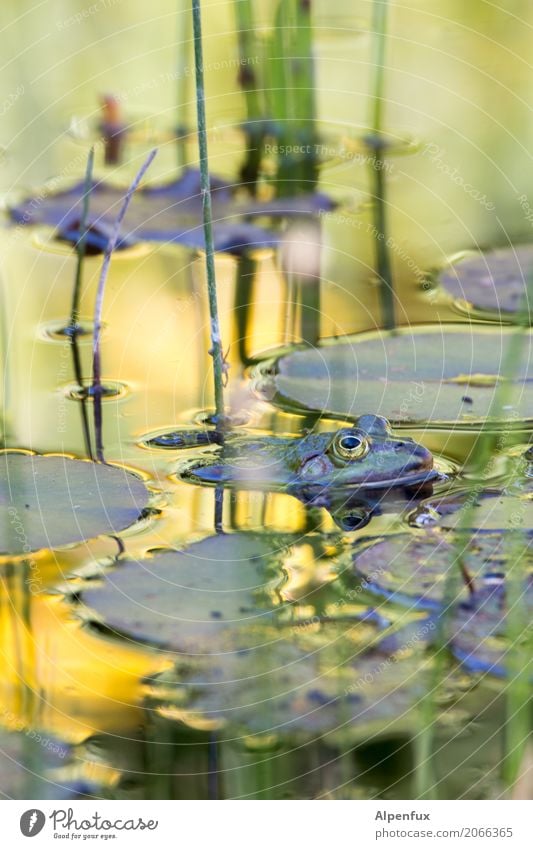 frog Environment Nature Landscape Plant Water lily Water lily pond Water lily leaf Bog Marsh Pond Wild animal Frog 1 Animal Swimming & Bathing Relaxation Dive