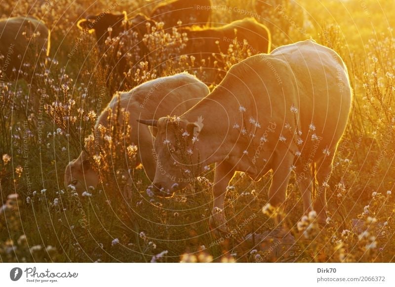 Family photo Livestock breeding Cattle Pasture Cattle farming Sunrise Sunset Sunlight Beautiful weather Warmth Flower Grass Meadow Flower meadow Syracuse Sicily