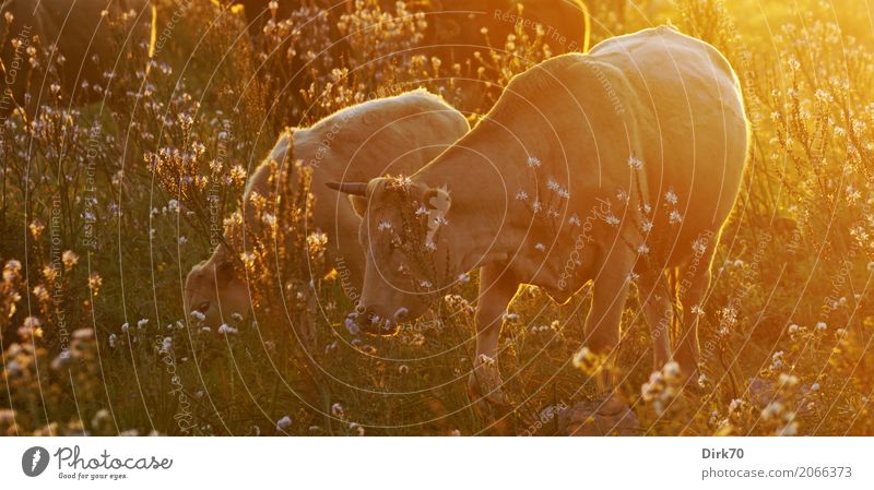 Sicilian cows in the evening light Agriculture Forestry Cattle breeding Cattle Pasture Livestock breeding Nature Sunrise Sunset Sunlight Spring