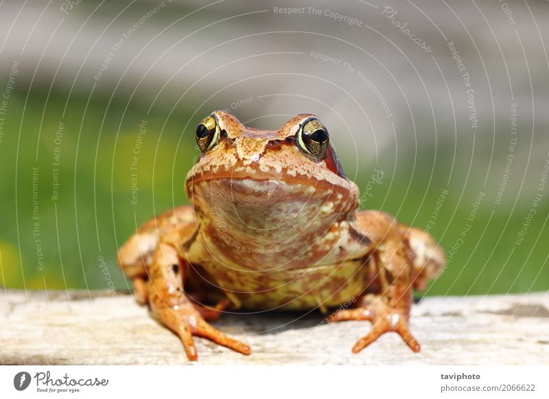 close up of european common frog Garden Environment Nature Animal Forest Pond Observe Stand Small Funny Wet Natural Slimy Wild Brown Green Colour Rana