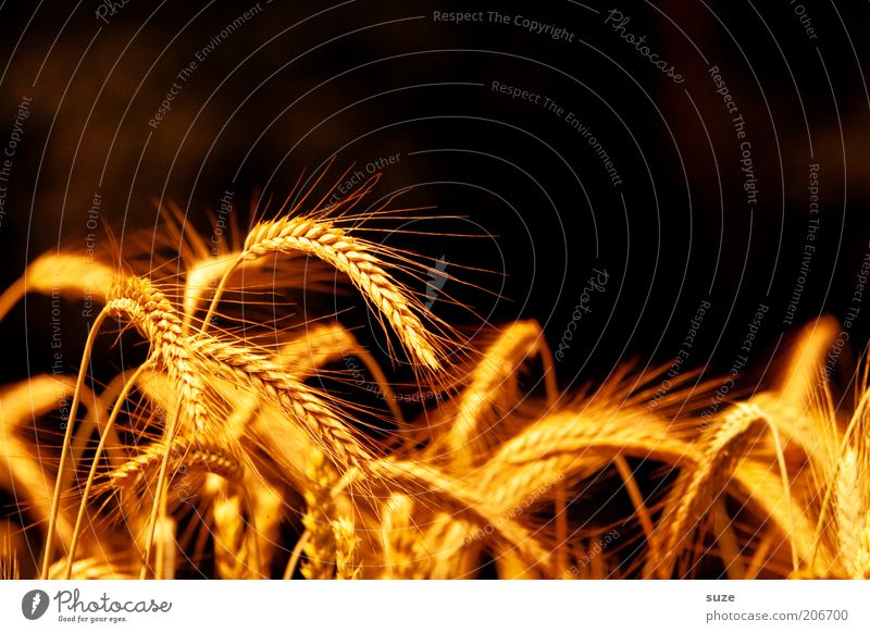 spike title Food Grain Organic produce Summer Environment Nature Landscape Plant Agricultural crop Illuminate Growth Natural Yellow Gold Ear of corn Awn Harvest