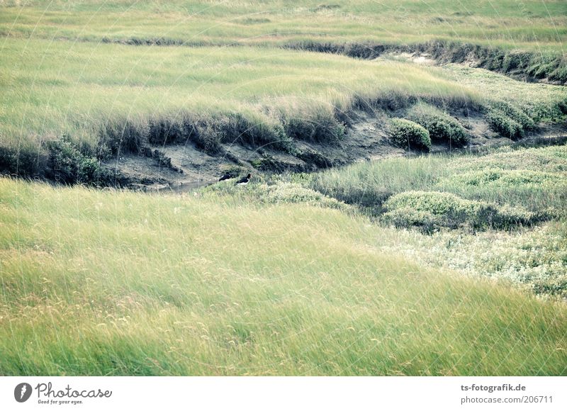 Oystercatcher search screen Environment Nature Landscape Plant Grass Bushes Foliage plant Meadow Coast North Sea Mud flats Tideway North Sea coast National Park
