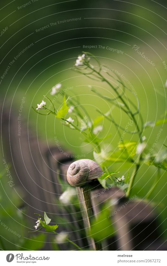 Snail Townhouse Crumpet Delicacy Environment Nature Sunlight Summer Beautiful weather Plant Grass Bushes Blossom Wild plant Garden Animal Mollusk 1 Idyll