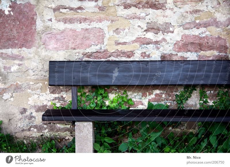 seating Plant Red Wooden bench Wall (barrier) Wall plant Brick Seating Bench Environment Empty Loneliness Deserted Copy Space top Black Detail