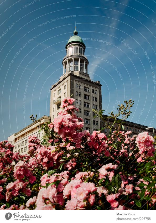 Berlin Frankfurt Gate Capital city Tower Manmade structures Architecture Friedrichshain Karl-Marx-Allee Classicism Beautiful Summer Blossoming Rose