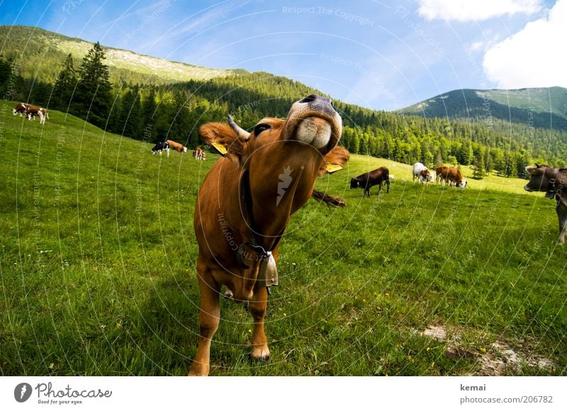 cow posing Environment Nature Landscape Animal Sky Clouds Summer Climate Beautiful weather Grass Hill Alps Mountain Bavarian Prealps Farm animal Cow Animal face