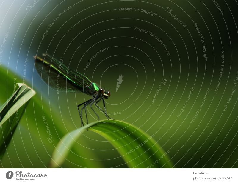 dragonfly Environment Nature Plant Animal Summer Wild animal Animal face Wing Sit Bright Green Dragonfly Dragonfly wings Insect Eyes Legs Colour photo