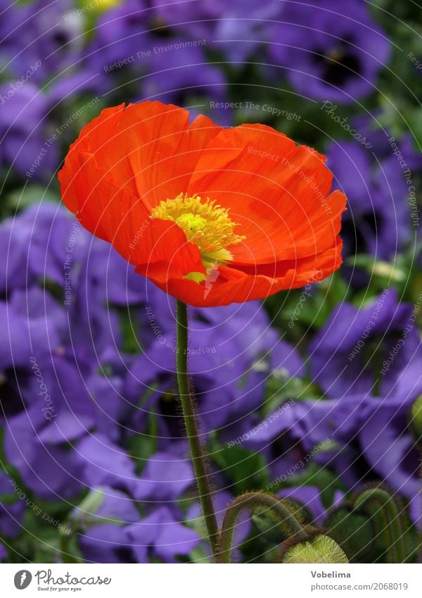 ornamental poppy Garden Nature Plant Spring Summer Flower Blossom Park Blue Multicoloured Green Orange Red Poppy Corn poppy garden flower Colour photo