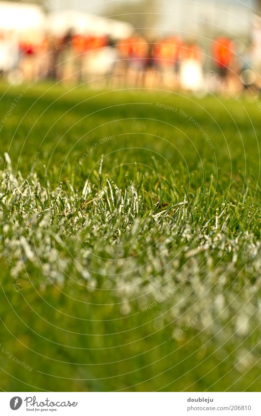 football pitch grass Sports Lawn Grass surface Line Chalk White Signs and labeling Playing field Playing field parameters Football pitch Close-up
