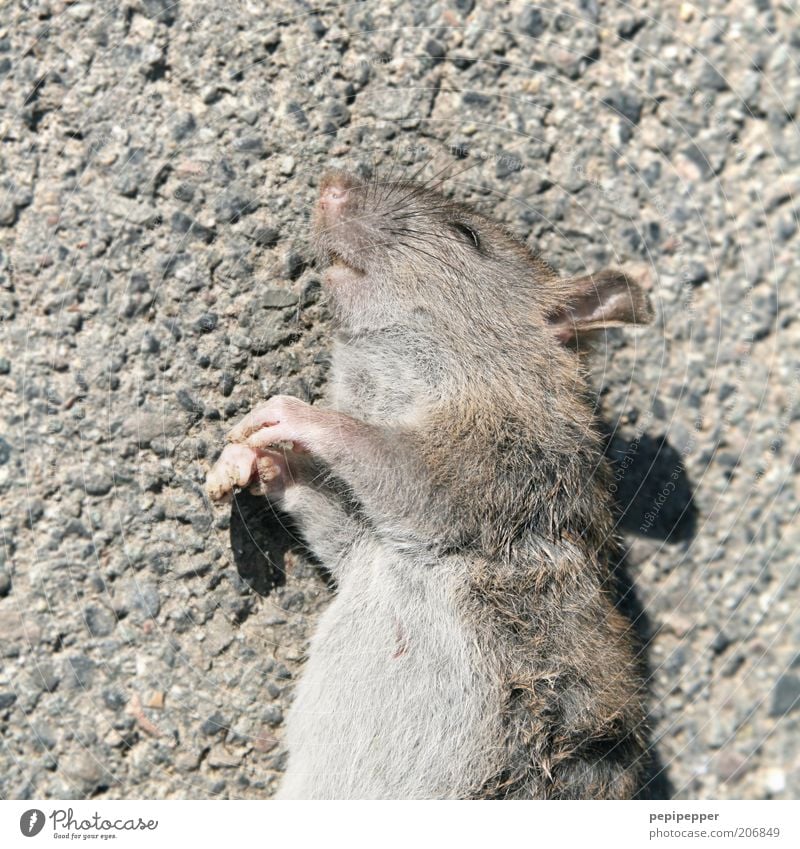 mouse death Animal Dead animal Mouse Animal face Paw 1 Death Rodent Colour photo Subdued colour Exterior shot Day Shadow Contrast Animal portrait Upper body