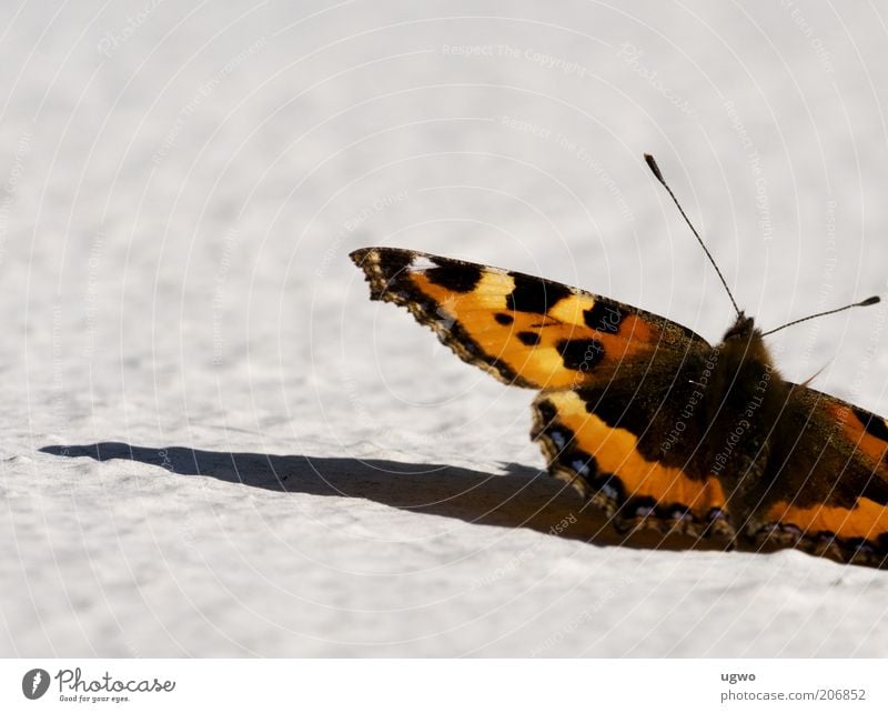 stopover Animal Butterfly 1 Authentic Beautiful Near Feeler Colour photo Exterior shot Close-up Day Light Shadow Shallow depth of field Central perspective