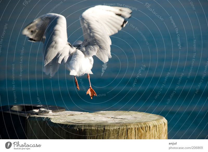 seagull Nature Water Animal Wild animal Bird Wing 1 Flying Blue Power Life Wanderlust Freedom Seagull Colour photo Multicoloured Exterior shot Copy Space right