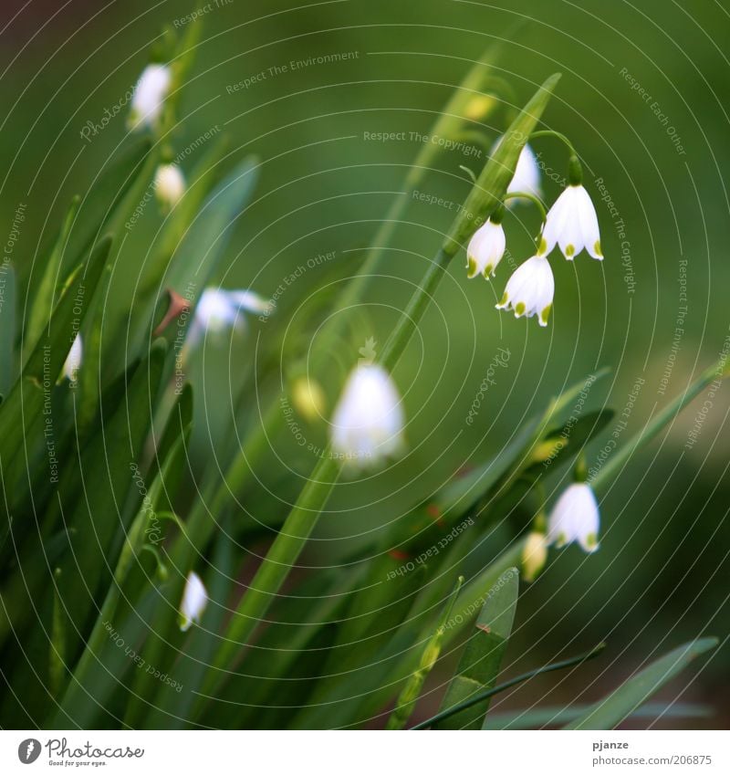 No picking. [LUsertreffen 04|10] Environment Nature Plant Spring Beautiful weather Blossom Foliage plant Wild plant Fresh Green White Spring fever Snowdrop