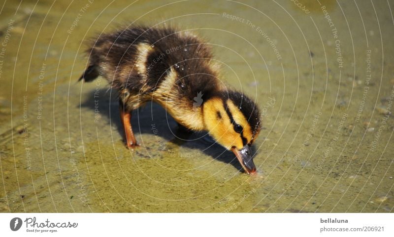 99 chick photos... Environment Nature Summer Beautiful weather Warmth Pond Animal Wild animal Bird Animal face 1 Baby animal Duck Chick Duckling Water Fuzz