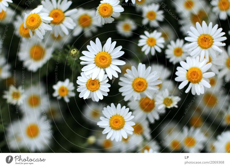 summer daisies Alternative medicine Wellness Life Harmonious Well-being Contentment Senses Relaxation Calm Environment Nature Plant Spring Summer Flower Garden