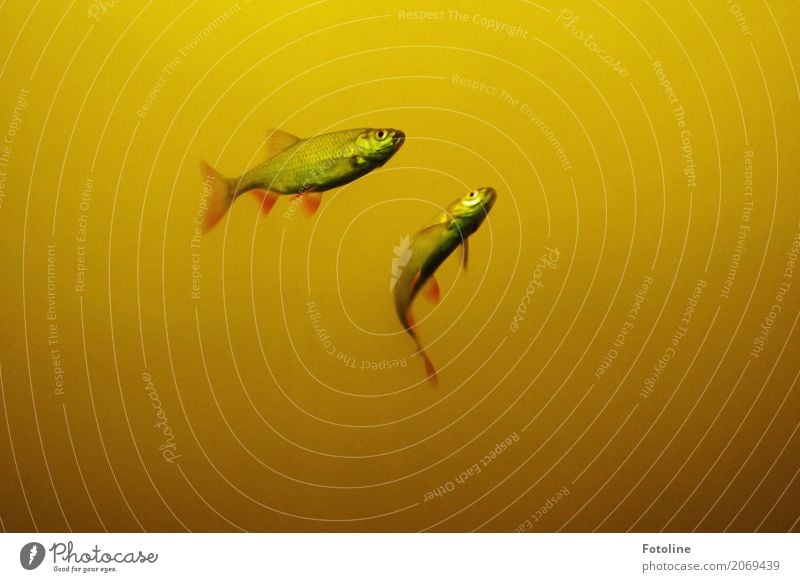 two Environment Nature Animal Elements Water Pond Lake Fish 2 Free Near Maritime Wet Natural Yellow Red Float in the water Fin Colour photo Multicoloured