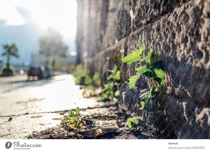 AST10 | Big city jungle Environment Nature Plant Leaf Foliage plant Wild plant Town Downtown Old town House (Residential Structure) Wall (barrier)