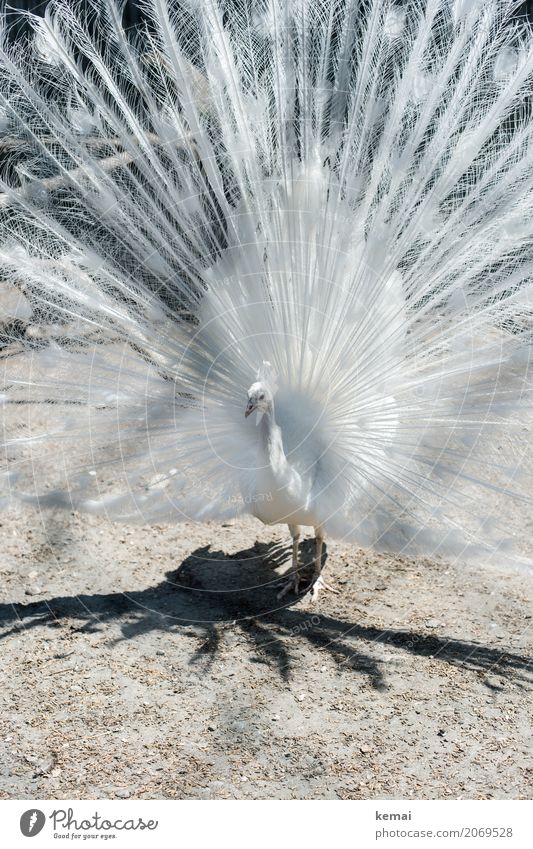 white peacock Environment Nature Animal Earth Summer Beautiful weather Pet Farm animal Bird Peacock 1 Looking Stand Exceptional Cool (slang) Elegant Exotic