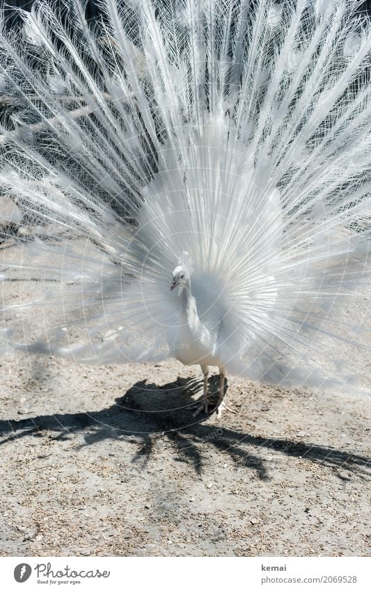 White Peacock Environment A Royalty Free Stock Photo From Photocase