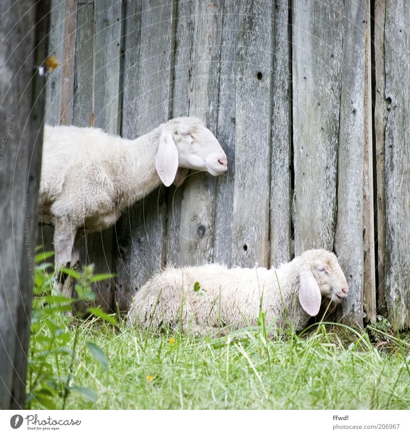 Sheep in profile Grass Meadow Wooden wall Animal Farm animal 2 Pair of animals Baby animal Animal family Crouch Stand Together Natural Contentment Trust