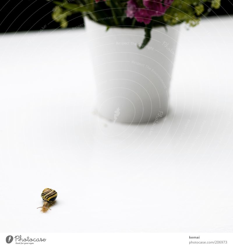 a long way Environment Nature Plant Animal Flower Flowerpot Snail Snail shell Feeler 1 White Colour photo Exterior shot Copy Space right Copy Space bottom