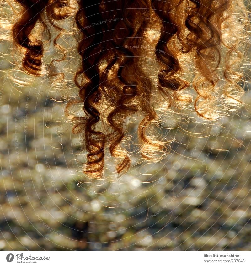 curls Hair and hairstyles Brunette Red-haired Curl Brown Colour photo Exterior shot Day Contrast Back-light Shallow depth of field Curly Spiral X-rayed