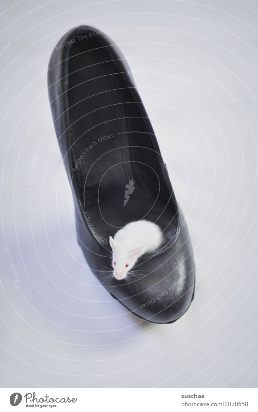 Mouse in shoe color mouse white mouse Pet Rodent Cute Small at home Domicile Living or residing squat Protection Hiding place Nest Nest-building Fear Disgust