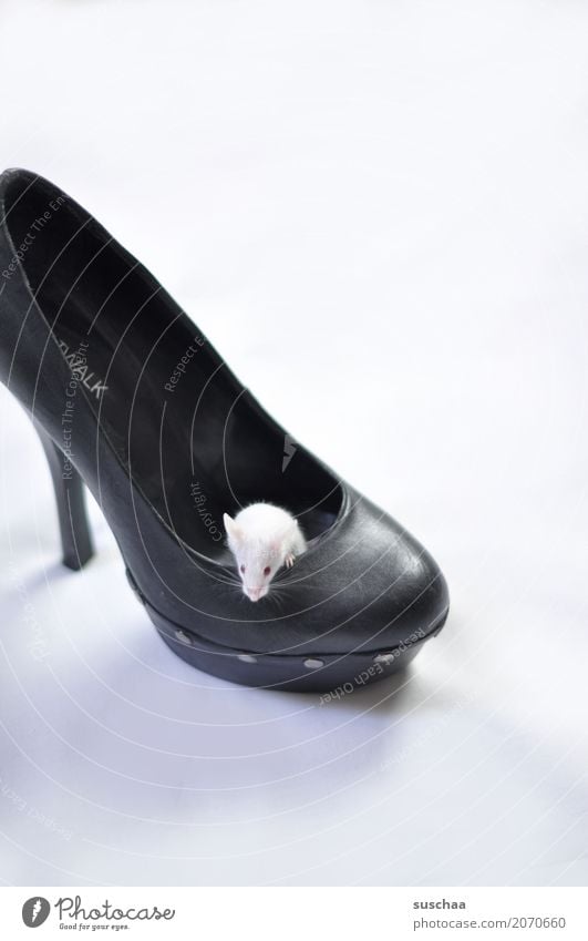 Mouse in shoe color mouse white mouse Pet Rodent Cute Small at home Domicile Living or residing squat Protection Fear Disgust Footwear High heels Albino