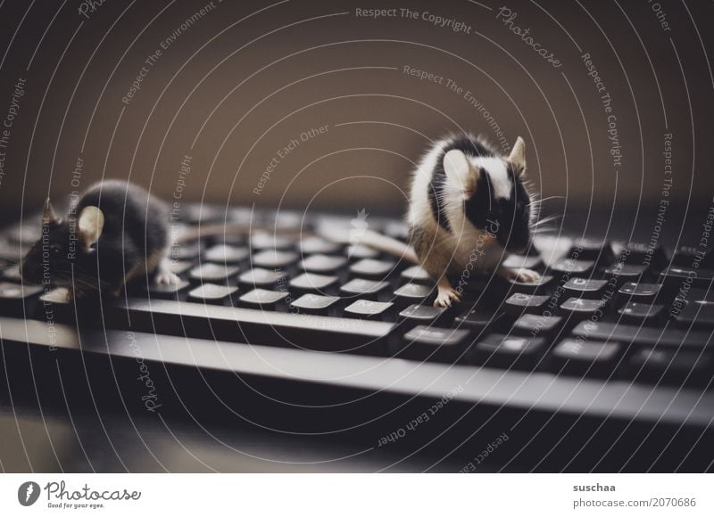 .. the mice dance on the keyboard Keyboard Computer Modern Work and employment Office modern communication Workplace Advancement Old fashioned Write Mouse