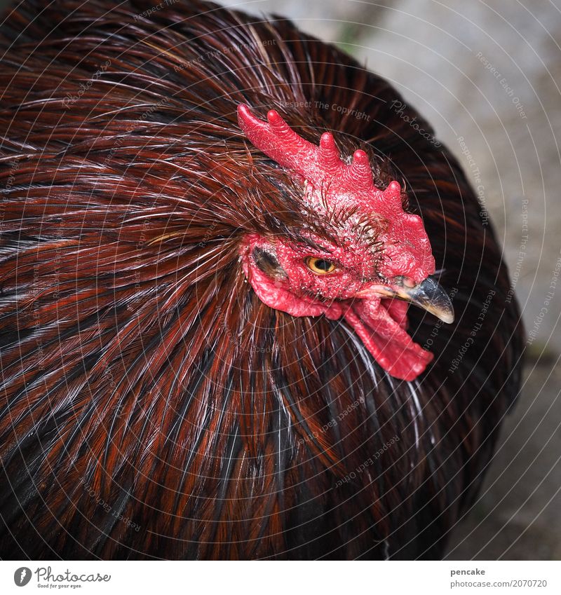 inner center Pet Farm animal Bird 1 Animal Beautiful Round Barn fowl Crest Red Brown Stone slab Crouch Calm Colour photo Exterior shot Close-up Detail