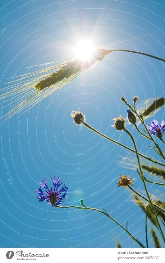 Hot Plant Cloudless sky Climate Climate change Weather Beautiful weather Warmth Flower Grass Agricultural crop Blue Wheat Cornflower Light Sunlight Sunbeam