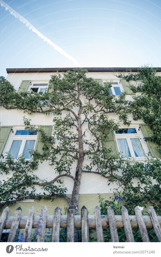 tree house Living or residing Garden Nature Plant Sky Summer Beautiful weather Tree Branch Village House (Residential Structure) Detached house Facade Window