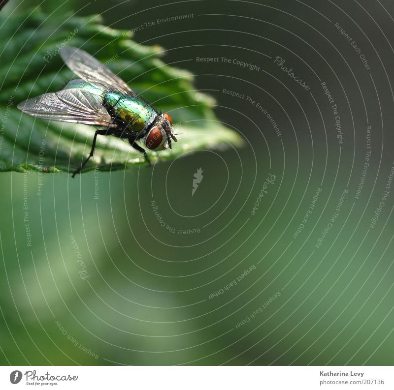 On the lookout Nature Plant Animal Spring Summer Beautiful weather Leaf Wild animal Fly 1 Observe Authentic Free Small Gold Green Perspective Environment