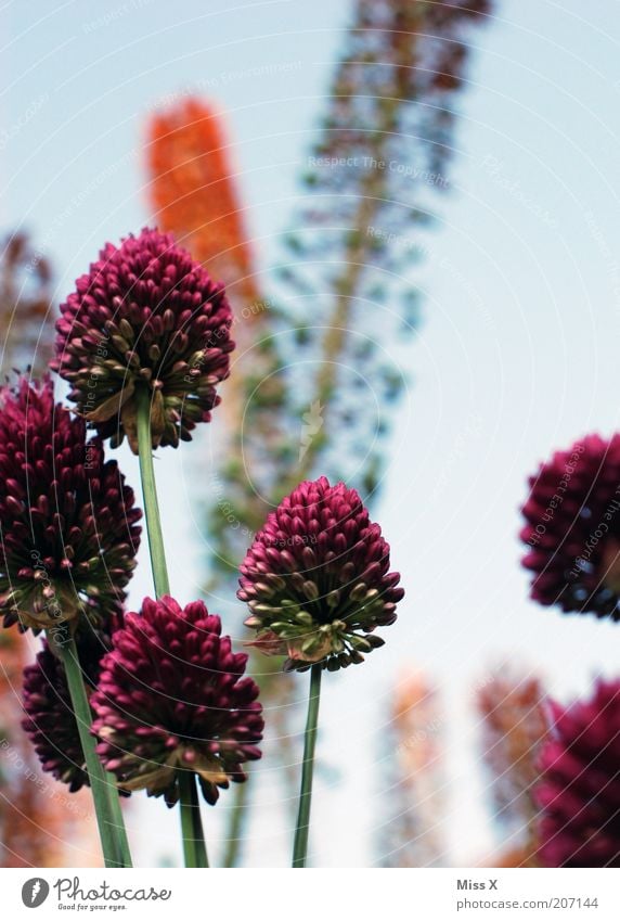 Foreign world Nature Beautiful weather Plant Flower Grass Bushes Blossom Blossoming Growth Large Tall Violet Flowering plants Colour photo Multicoloured