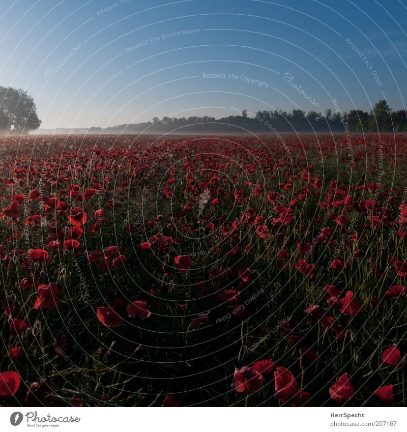 morning poppy Landscape Plant Cloudless sky Summer Beautiful weather Agricultural crop Poppy Field Blue Green Red Calm Horizon Dawn Far-off places Fresh